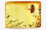 Detailed Fossil Marsh Beetle (Scirtidae) in Baltic Amber #367416-1